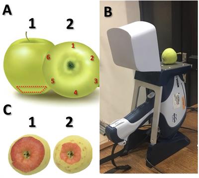 Improving bitter pit prediction by the use of X-ray fluorescence (XRF): A new approach by multivariate classification